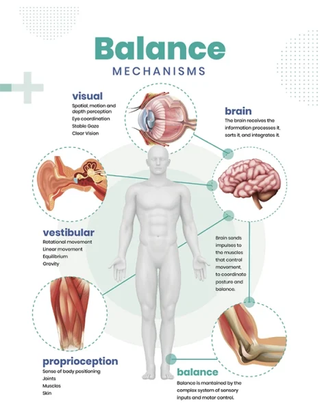 Chiropractic Irvine CA Balance Mechanisms